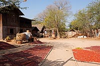 Myanmar Birmanie experience : village de Minnanthu, Bagan
